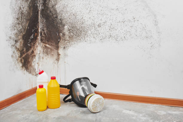 Home Mold Removal in Bensley, VA