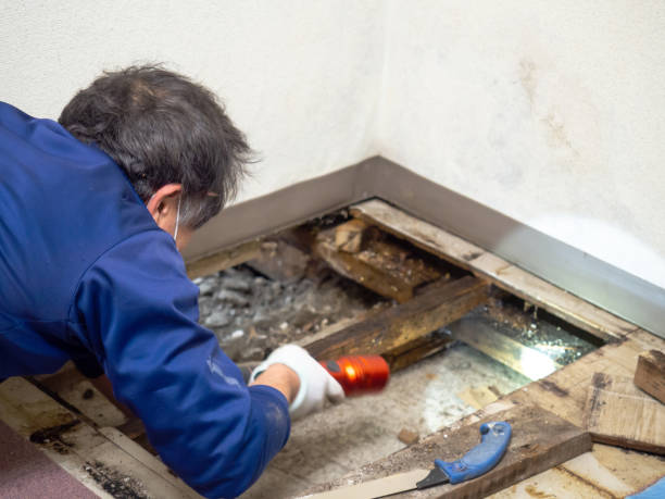 Best Fast Mold Removal  in Bensley, VA