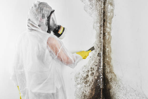 Best Attic Mold Removal  in Bensley, VA