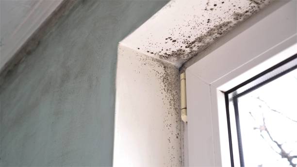 Best Best Mold Removal Companies  in Bensley, VA