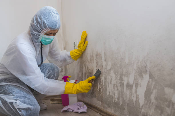 Best Mold Cleaning Services  in Bensley, VA