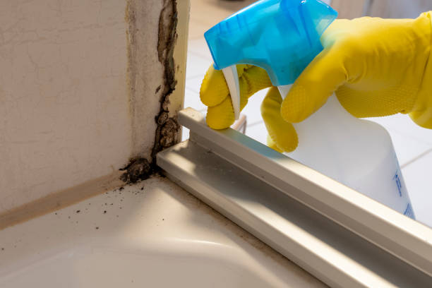 Best Mold Removal Specialists  in Bensley, VA
