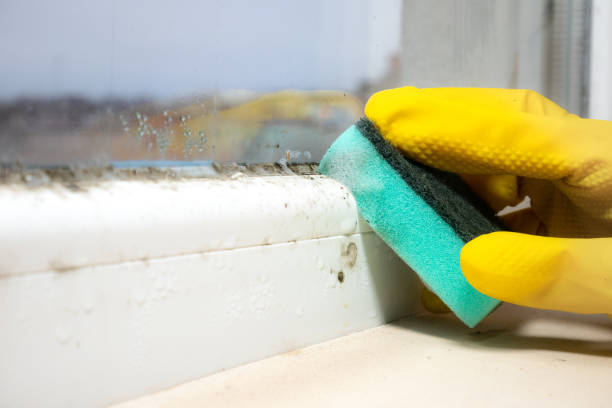 Best Toxic Mold Removal  in Bensley, VA