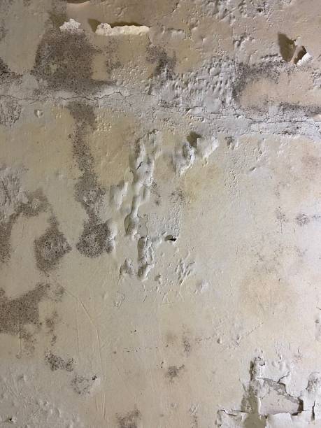 Best Mold Removal Company Near Me  in Bensley, VA
