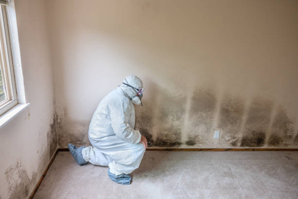 Best Commercial Mold Removal  in Bensley, VA