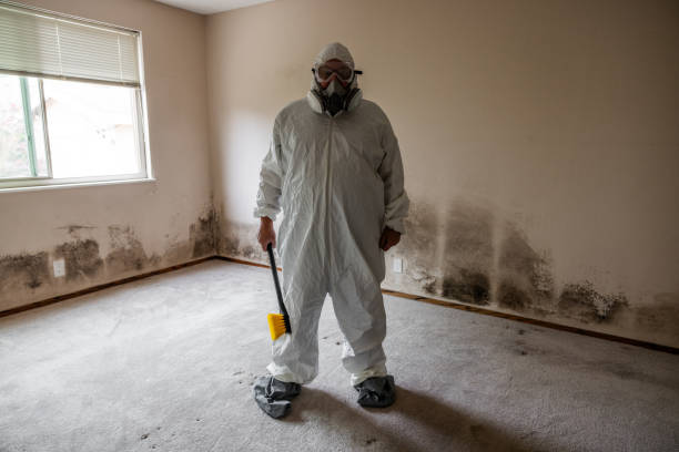 Best Same-Day Mold Removal  in Bensley, VA