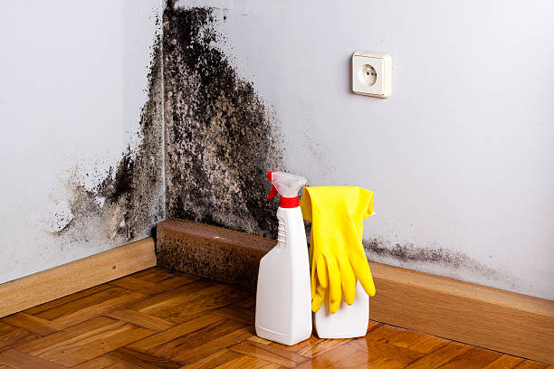 Trusted Bensley, VA Mold Removal Experts