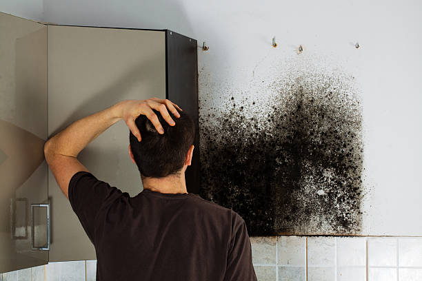 Best Home Mold Removal  in Bensley, VA