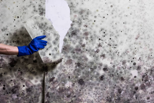 Best Office Mold Removal Services  in Bensley, VA